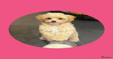 Maltipoo dogs - Advert 12