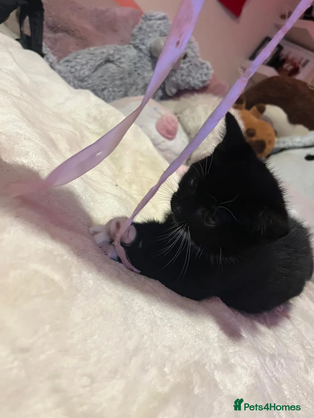 British Shorthair cats for sale: Playful kittens - Advert 15