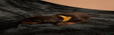 Dachshund 6