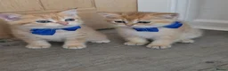 British Shorthair cats for sale: British Shorthair Golden Chinchilla Kittens - Advert 27