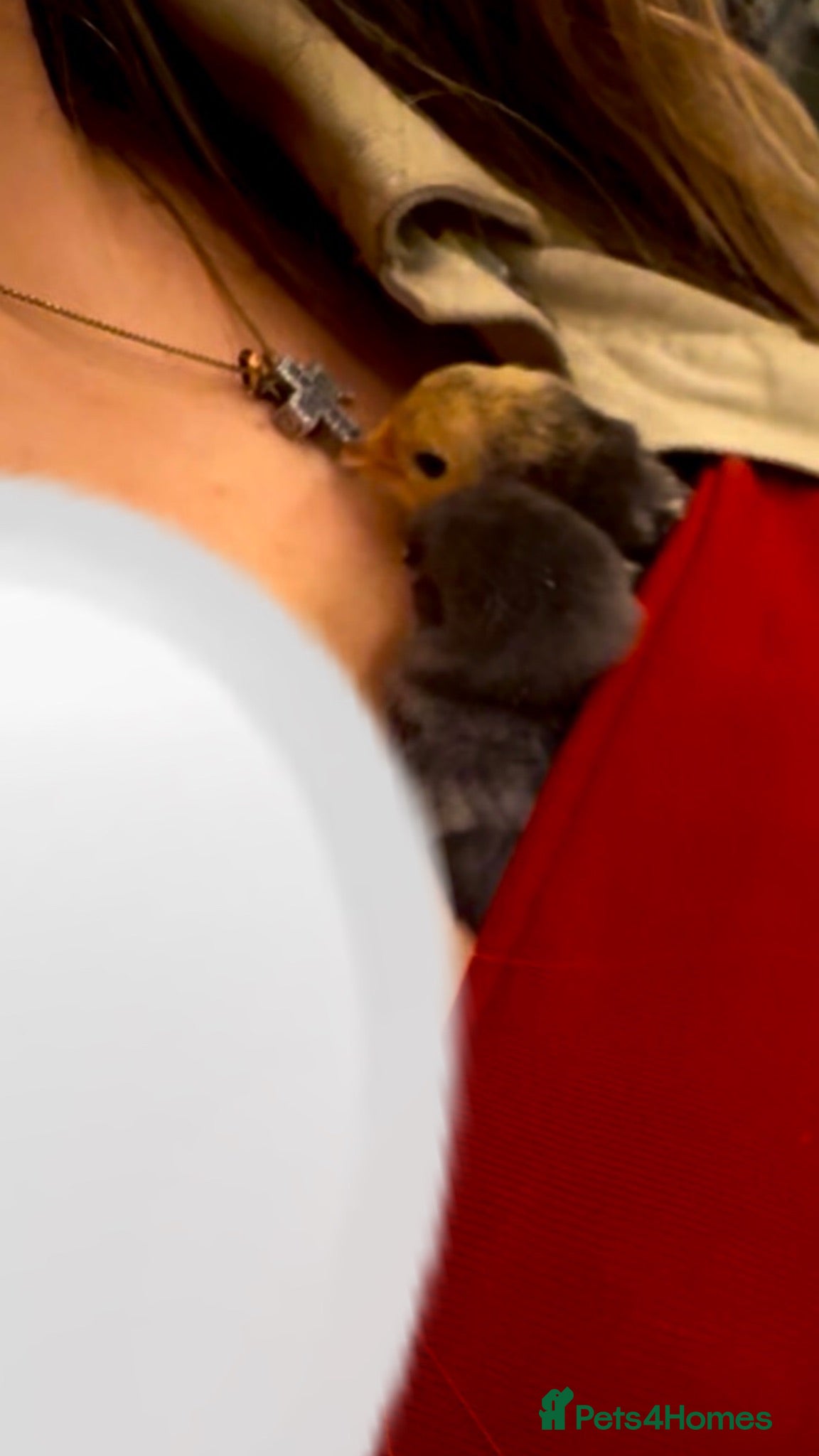 Mixed Breed birds 2 Lovely Baby Chicks Grey + Yellow Mixed - Advert 13