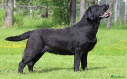 Labrador Retriever dogs for sale: Show Quality Black & Chocolate Labrador Pups - Image 5