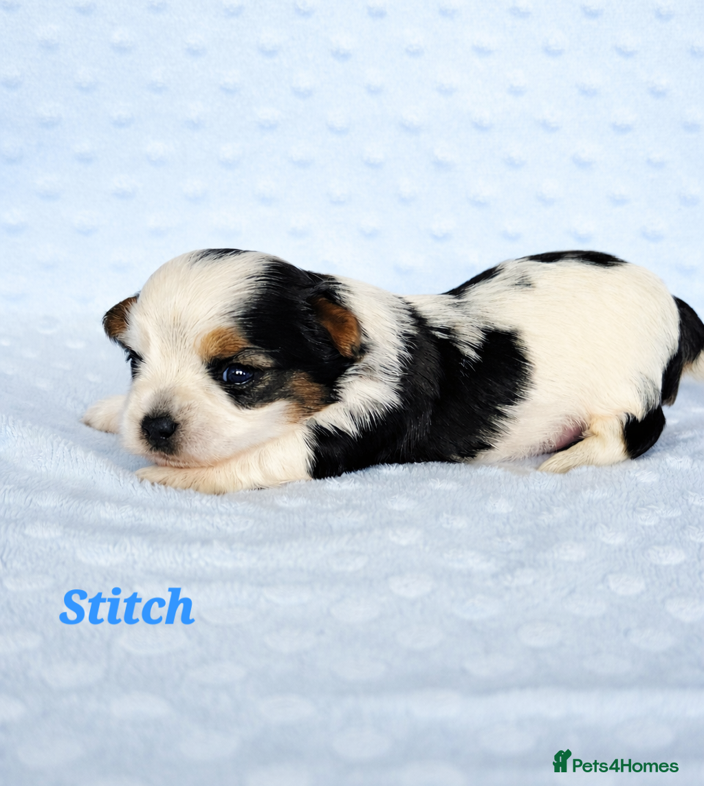 Yorkshire Terrier dogs Beautiful Biewer Terrier 🥰 - Advert 5