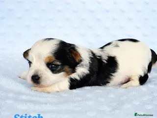 Yorkshire Terrier dogs Beautiful Biewer Terrier 🥰 - Advert 5