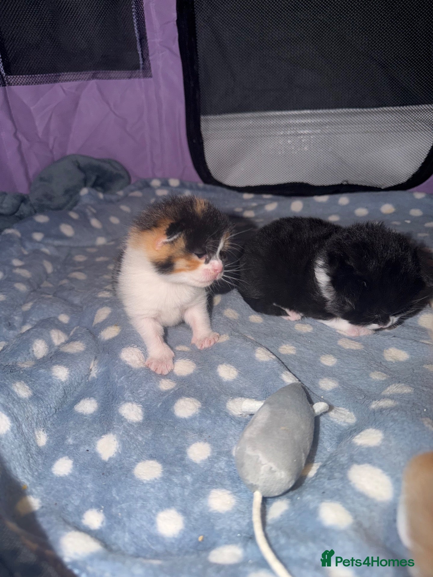 Mixed Breed cats Female kitten - Advert 15