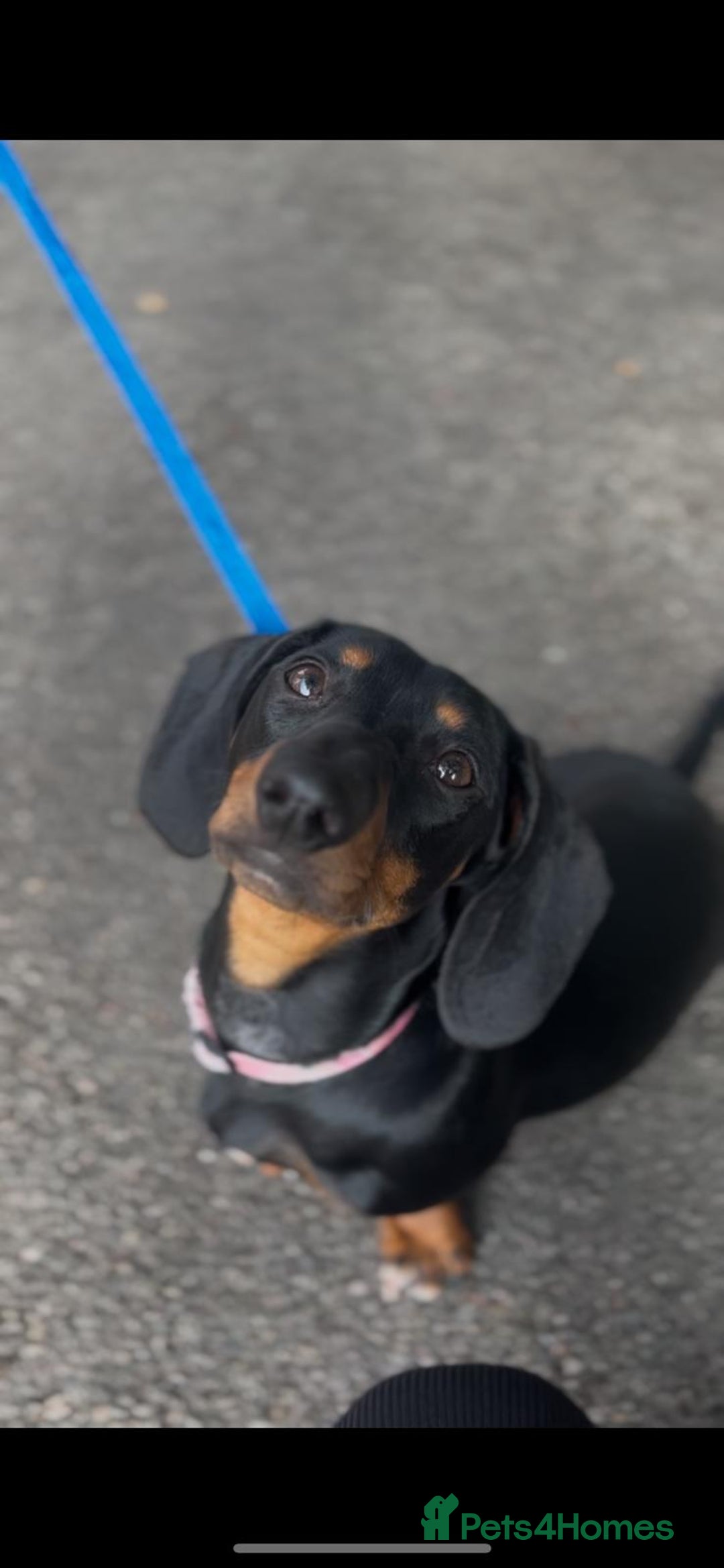 Dachshund dogs for sale: 2 dachshund puppies - Image 2