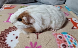 Guinea Pig rodents for sale: Two Stunning Sheltie Sows - Image 13