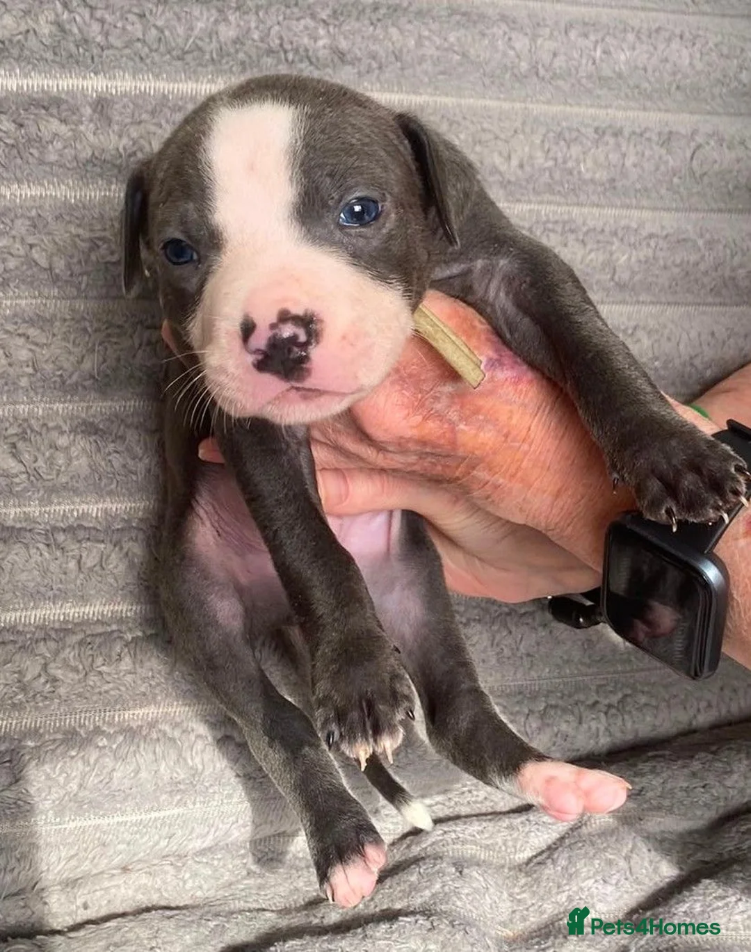 Mixed Breed dogs for sale: Staffie Mix litter of 10 - Advert 2