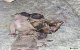 French Bulldog dogs for sale: Gorgeous french bulldogs - Image 9