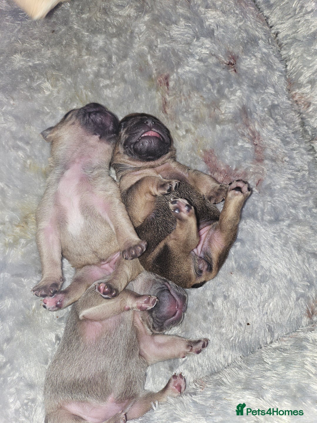 French Bulldog dogs for sale: Gorgeous french bulldogs - Image 9