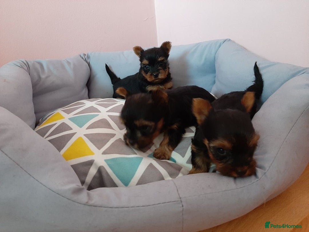 Yorkshire Terrier dogs for sale: Adorable Miniature Yorkshire terrier Boy  - Image 5