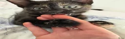 Mixed Breed cats for sale: Tortie kitten  - Advert 4