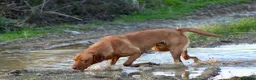 Labrador Retriever dogs for sale: EXCEPTIONAL KC reg DARK FOX RED LAB PUPS DUE  - Advert 4