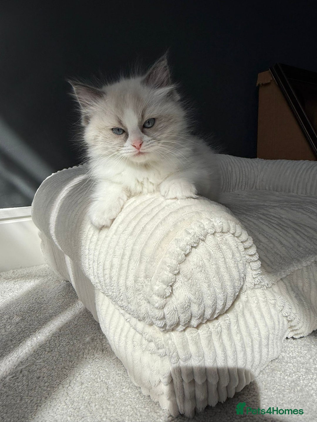 Ragdoll cats for sale: Ready To Leave Gorgeous Male  - Image 8