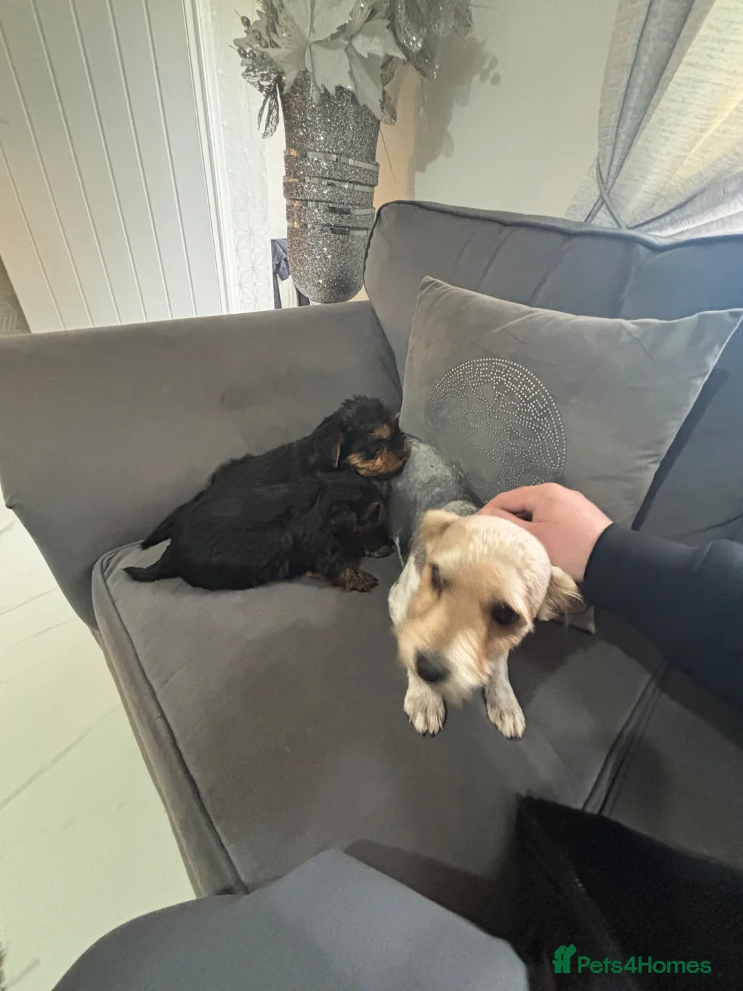 Yorkshire Terrier dogs for sale: Yorkshire terrier  in Cardiff - Advert 2