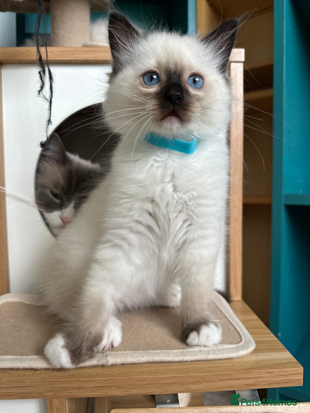 Ragdoll cats for sale: 🐾 LAST MALE RAGDOLL AVAILABLE READY TO GO💕 in Taunton - Image 12
