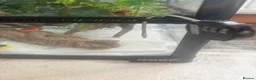 Gecko reptiles for sale: Female orange blotch gargoyle gecko  in Halifax - Advert 5