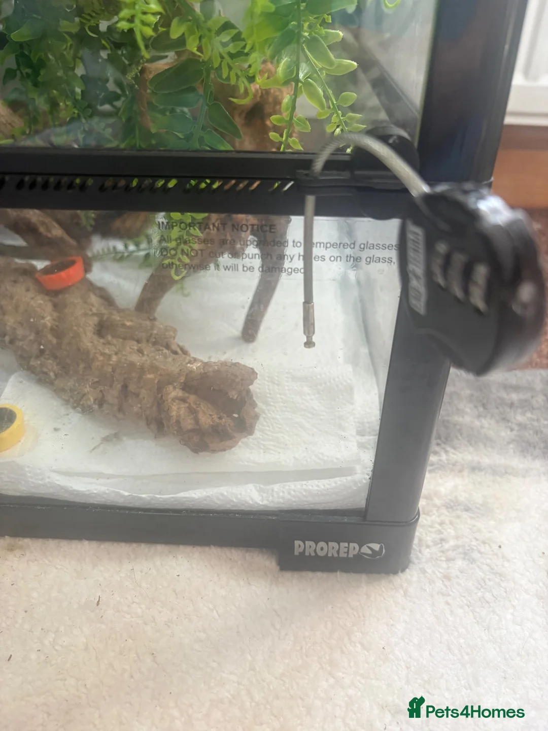 Gecko reptiles for sale: Female orange blotch gargoyle gecko  in Halifax - Advert 5