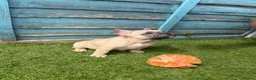 French Bulldog dogs for sale: 5 frenchbull dog puppes - Advert 15
