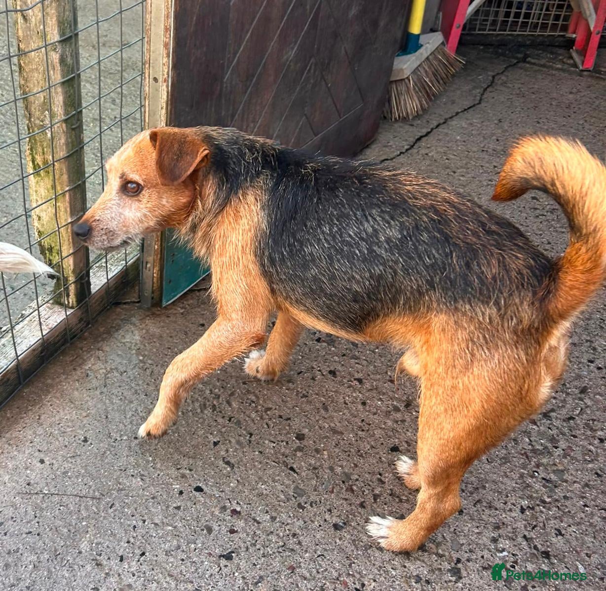 Mixed Breed dogs Hugo - Cross Bred Terrier Beagle Dog - Advert 11