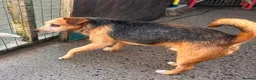 Mixed Breed dogs for sale: Hugo - Cross-Bred Terrier Beagle Dog - Advert 1