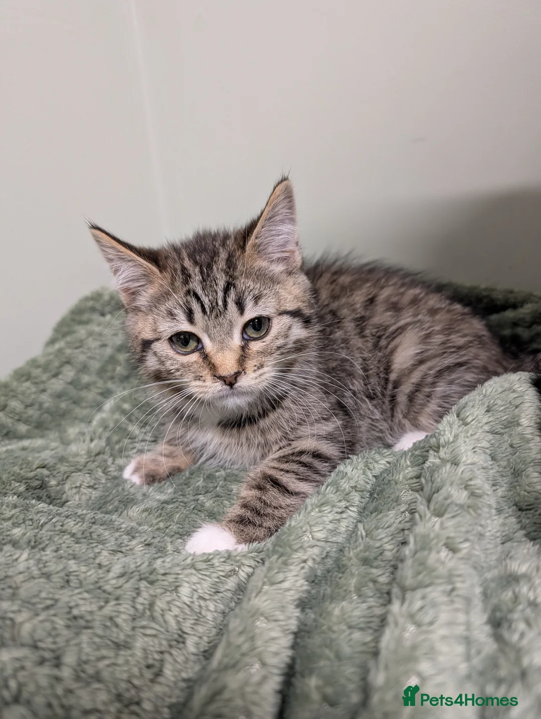 Mixed Breed cats for sale: Gorgeous fluffy kittens  - Advert 5