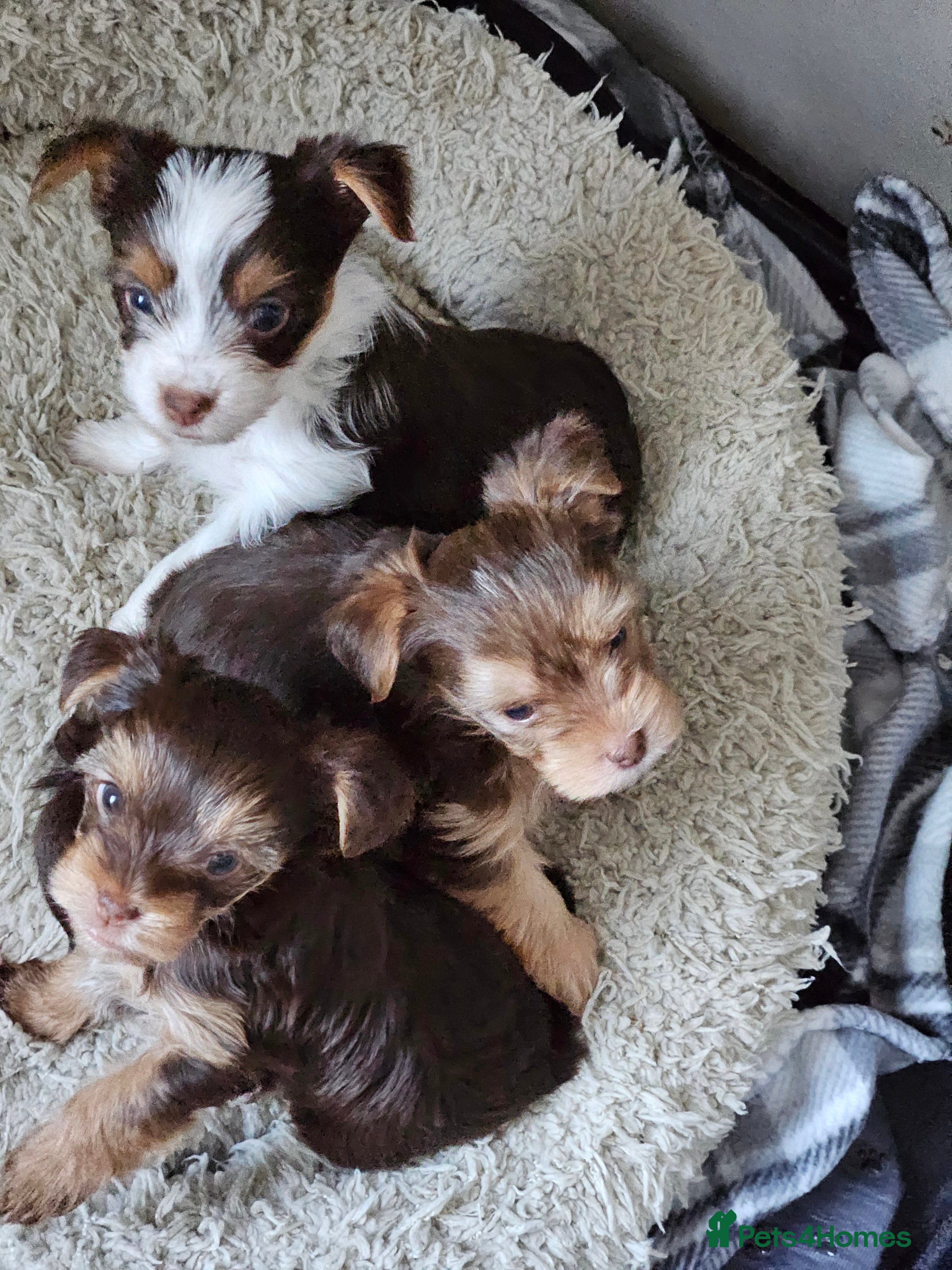 Yorkshire Terrier dogs 🤎 DNA tested parents 🤎 1 girl, 1 boy - Advert 2