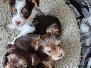 Yorkshire Terrier dogs 🤎 DNA tested parents 🤎 1 girl, 1 boy - Advert 13