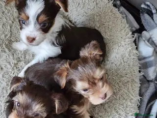 Yorkshire Terrier dogs ALL RESERVED - Advert 4