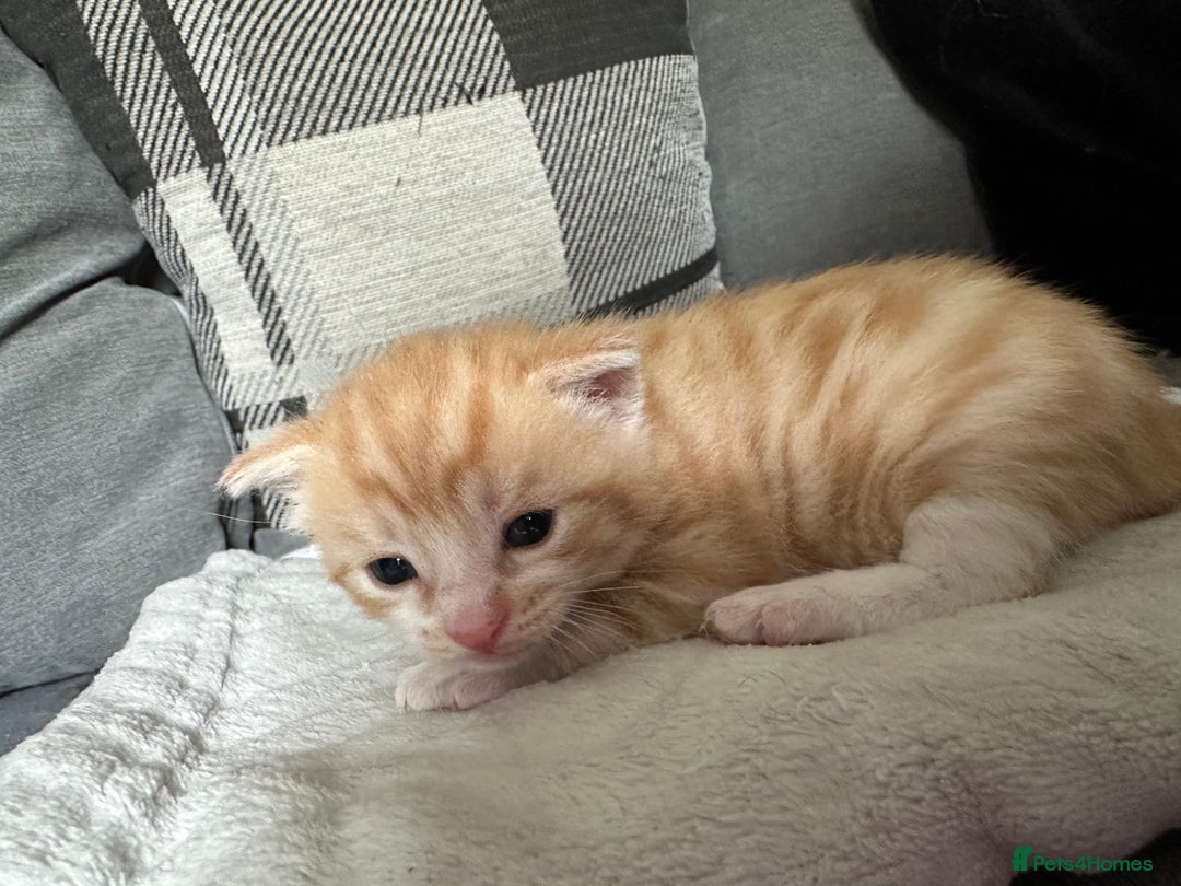 Mixed Breed cats for sale: Beautiful kittens  - Image 31