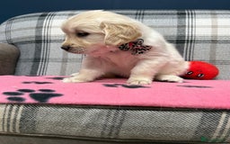 Golden Retriever dogs for sale: 🐶 Gorgeous Chunky Golden Retriever Puppies 🐶 - Advert 5