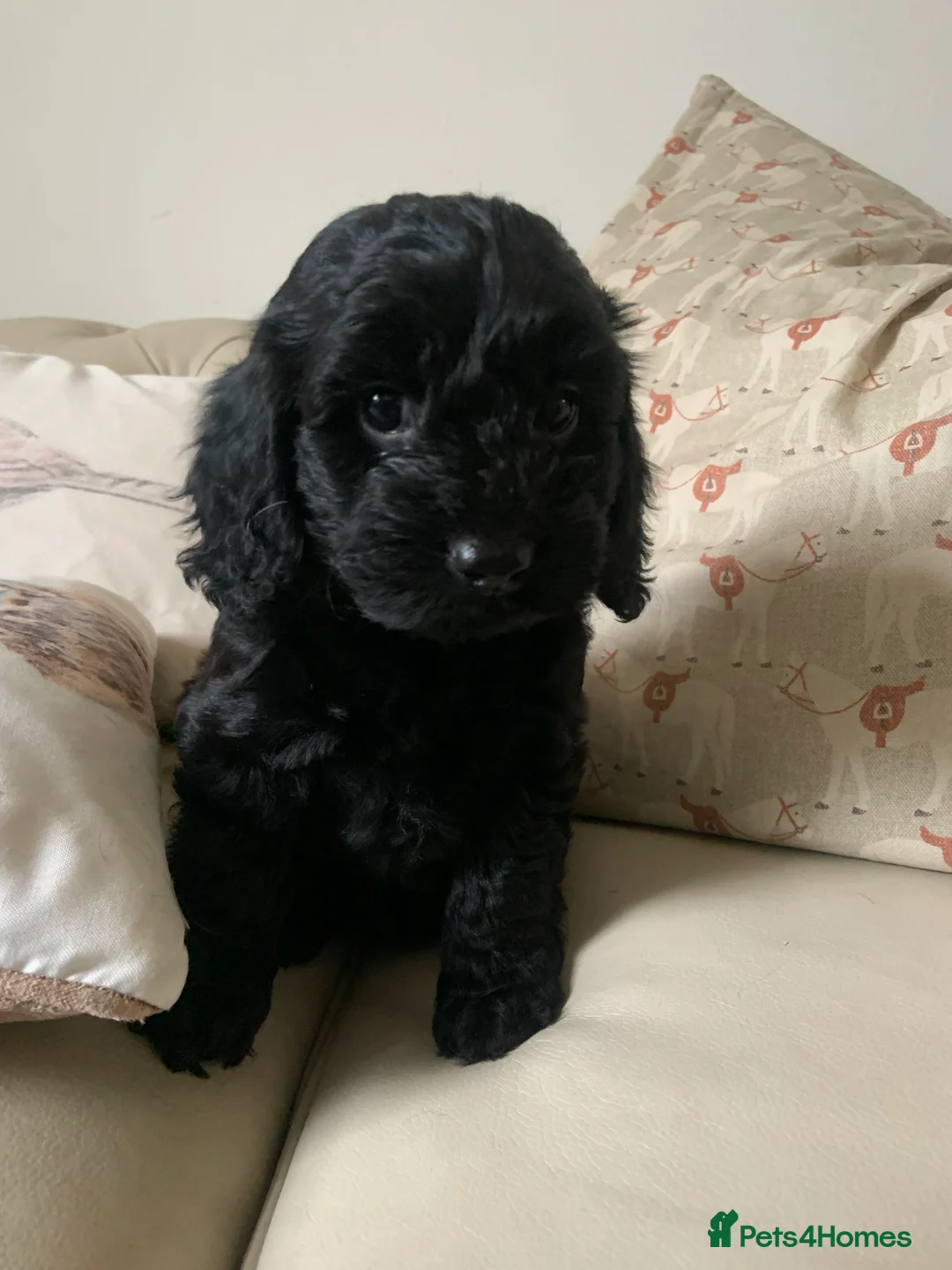 Cockapoo dogs for sale: F1 health tested Cockapoo puppies - Advert 4