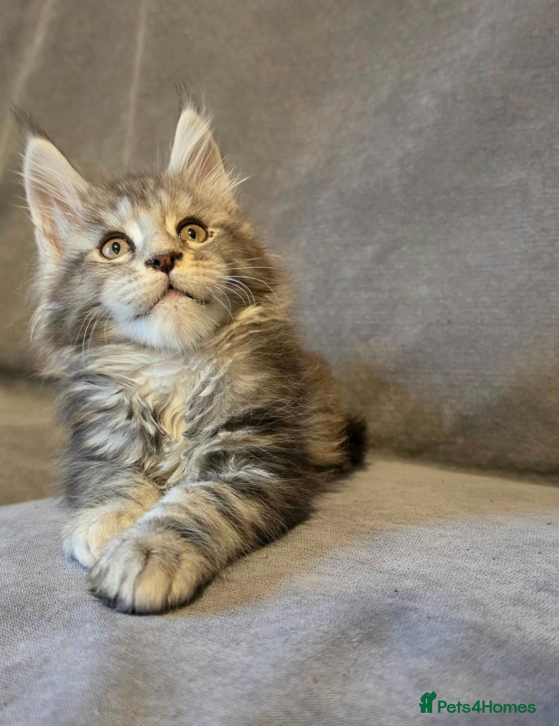 Maine Coon cats for sale: Gorgeous TICA register boys  - Advert 2