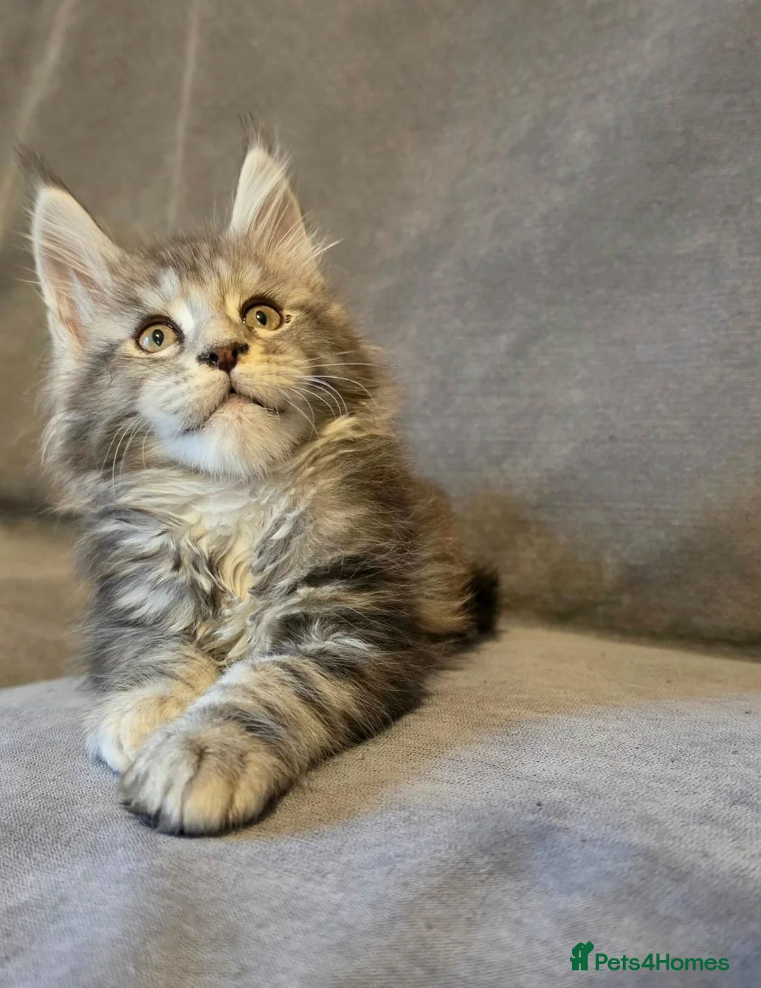 Maine Coon cats for sale: Gorgeous TICA register boys  - Advert 2