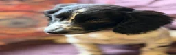 Sprocker dogs for sale: Beautiful Blue Roan Sprocker pups available.  - Advert 7