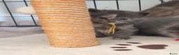 Maine Coon cats for sale: Last 2 GIRLS - Maine Coon X Ragdoll Kittens - Advert 24
