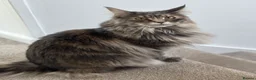 Maine Coon cats for sale: 3 Maine coon kittens looking for a loving home  - Advert 1