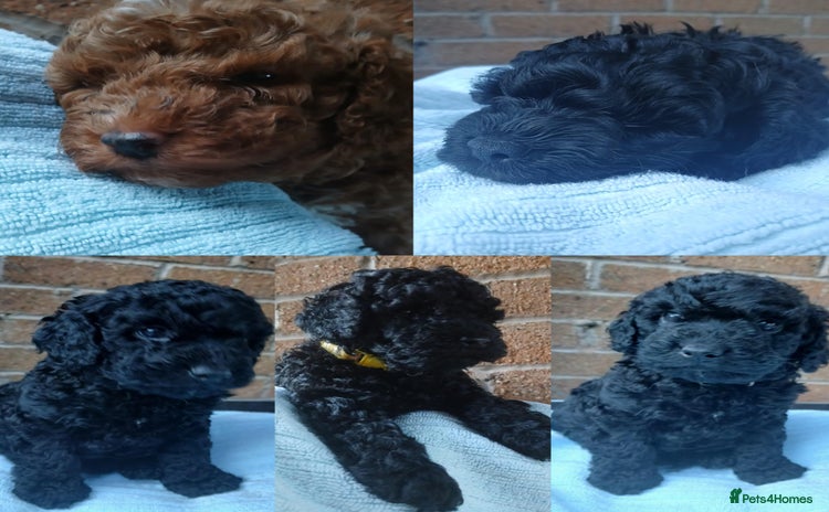 Cockapoo dogs - Advert 5