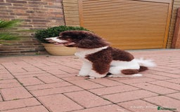 Miniature Poodle dogs for stud: FULLY HEALTH TESTED MINIATURE POODLE in Kettering - Image 22