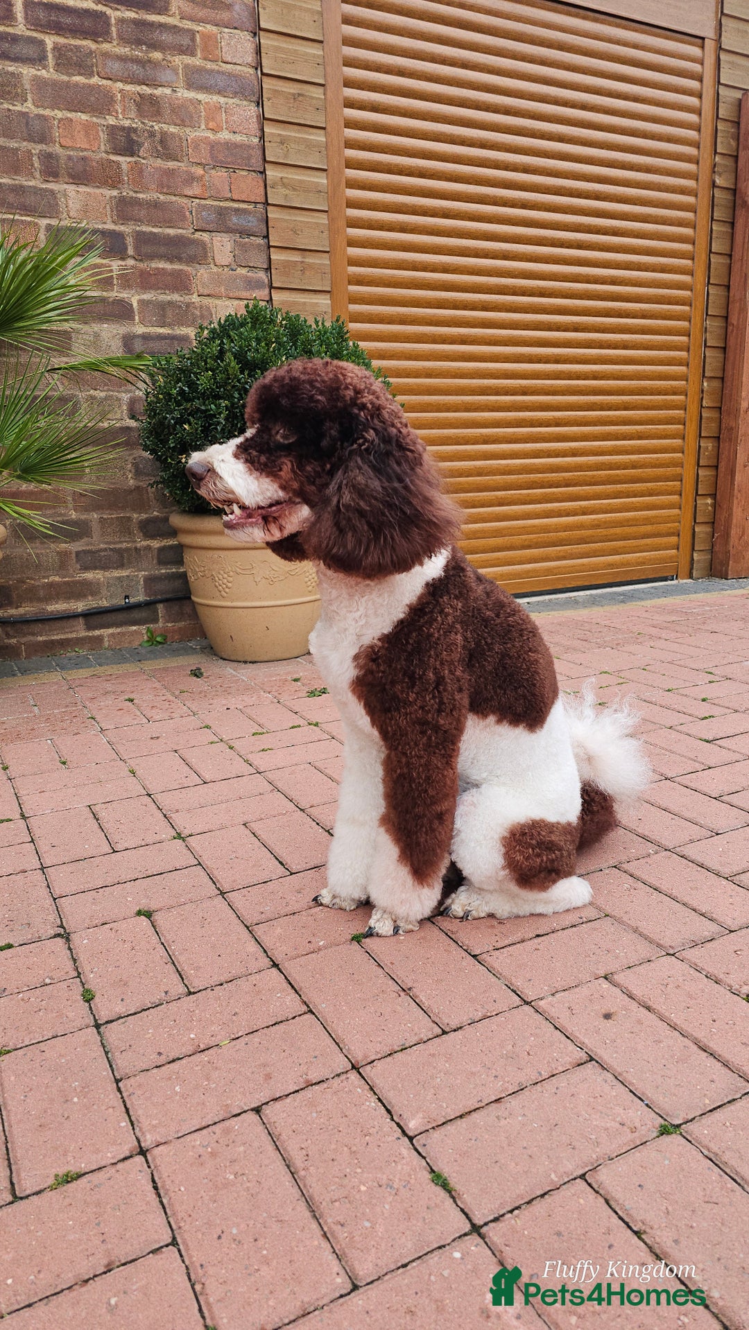 Miniature Poodle dogs for stud: FULLY HEALTH TESTED MINIATURE POODLE in Kettering - Image 22