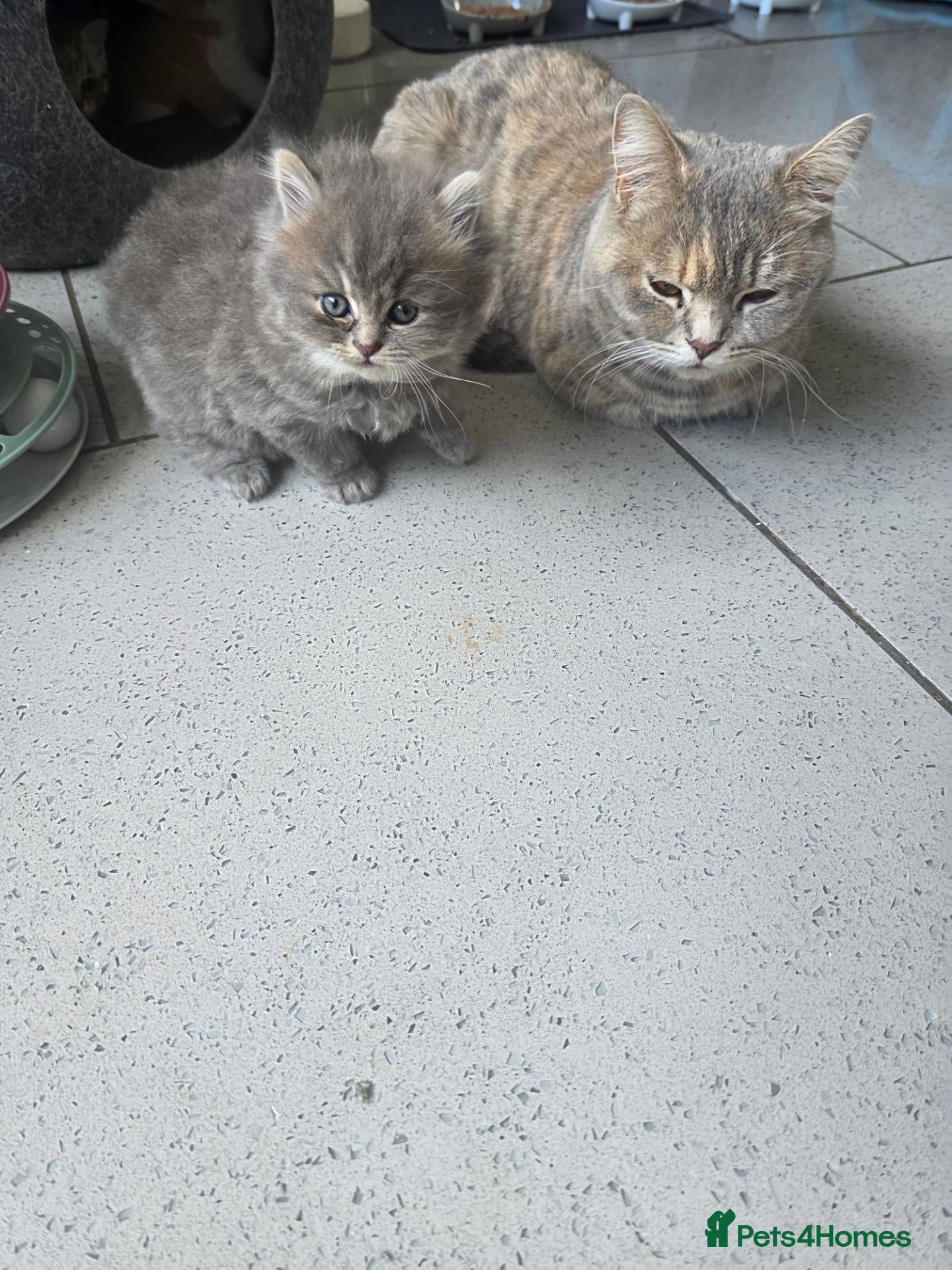 British Shorthair cats 3 beautiful babies ready to reserve  - Advert 2