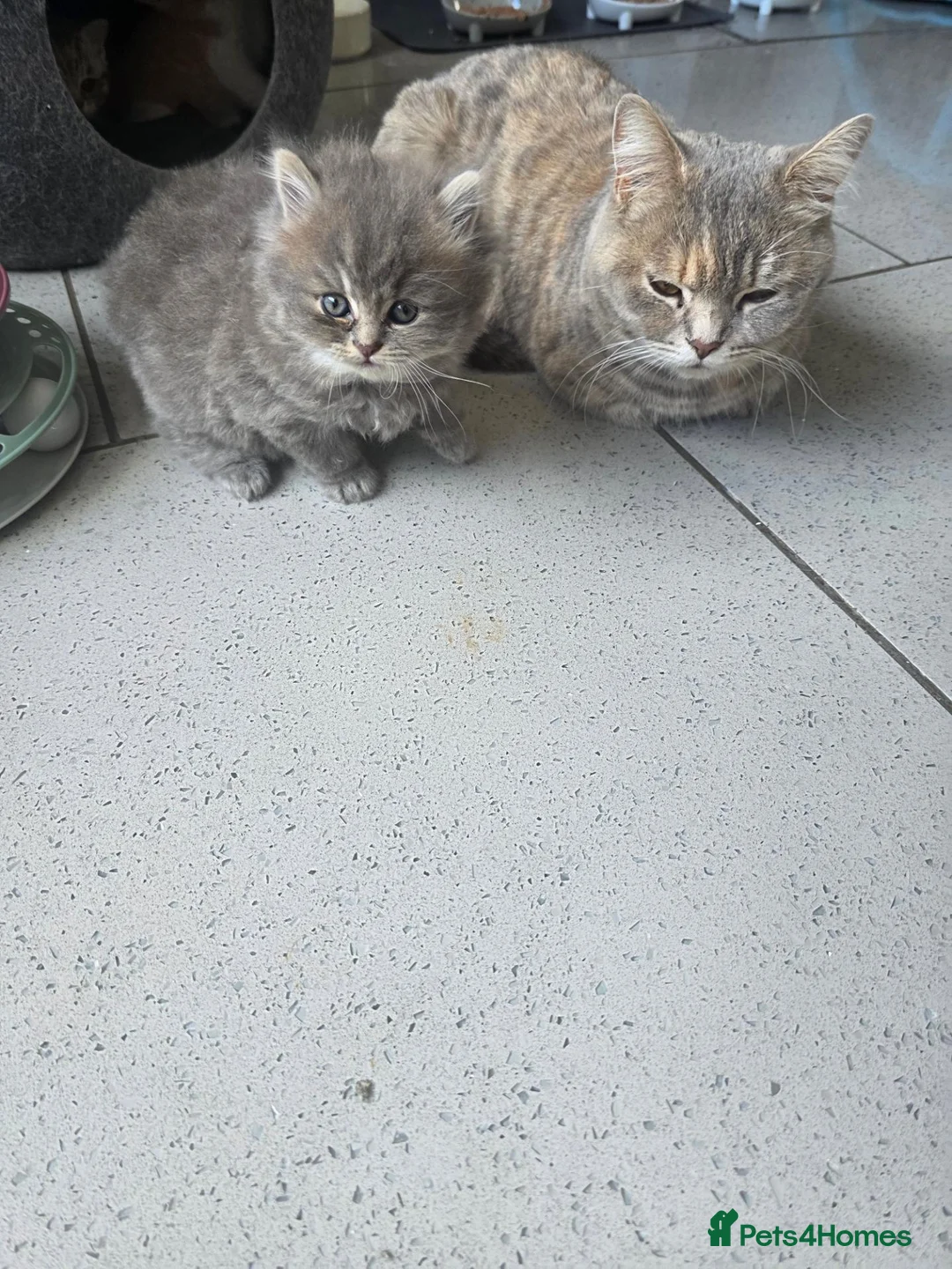British Shorthair cats for sale: 3 beautiful babies ready to reserve  - Advert 2