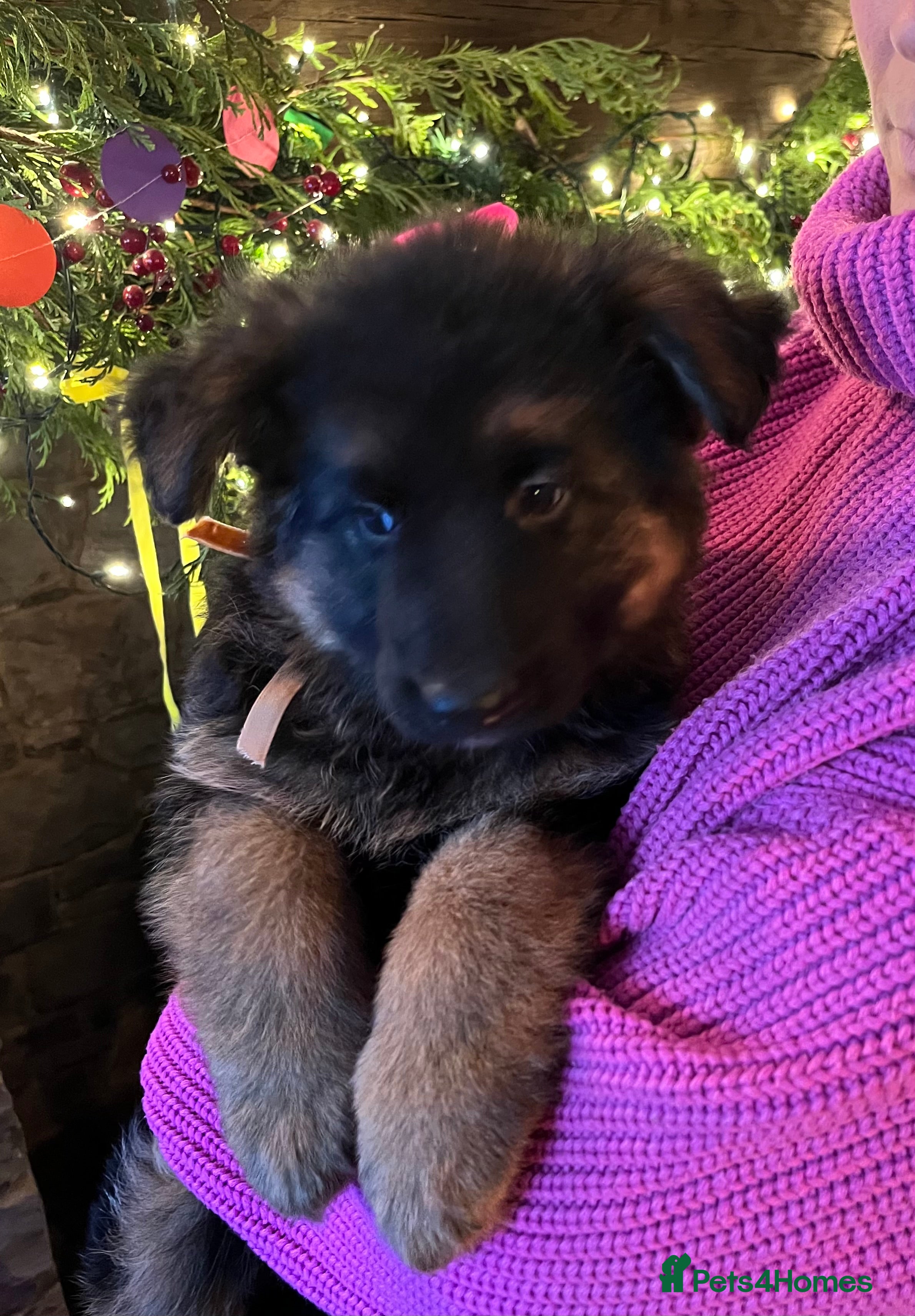 German Shepherd dogs Puppies - Long hair/Straight back German Shepherd - Advert 14