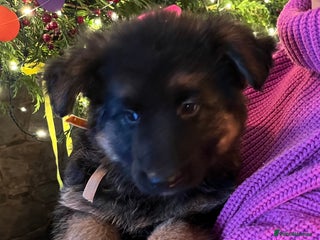 German Shepherd dogs Puppies - Long hair/Straight back German Shepherd - Advert 14