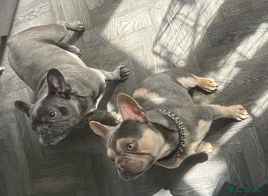 French Bulldog dogs for sale: French Bulldog Puppies in Altrincham - Image 17