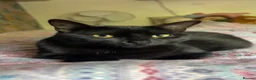 British Shorthair cats for sale: 3 kittens available  in Oldbury - Advert 1