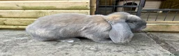 French Lop rabbits for sale: Blue Tort French Lop doe  - Advert 2
