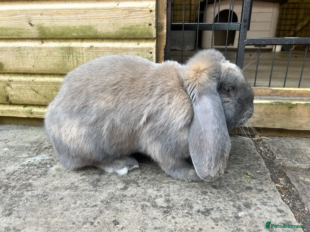 French Lop rabbits for sale: Blue Tort French Lop doe  - Advert 2