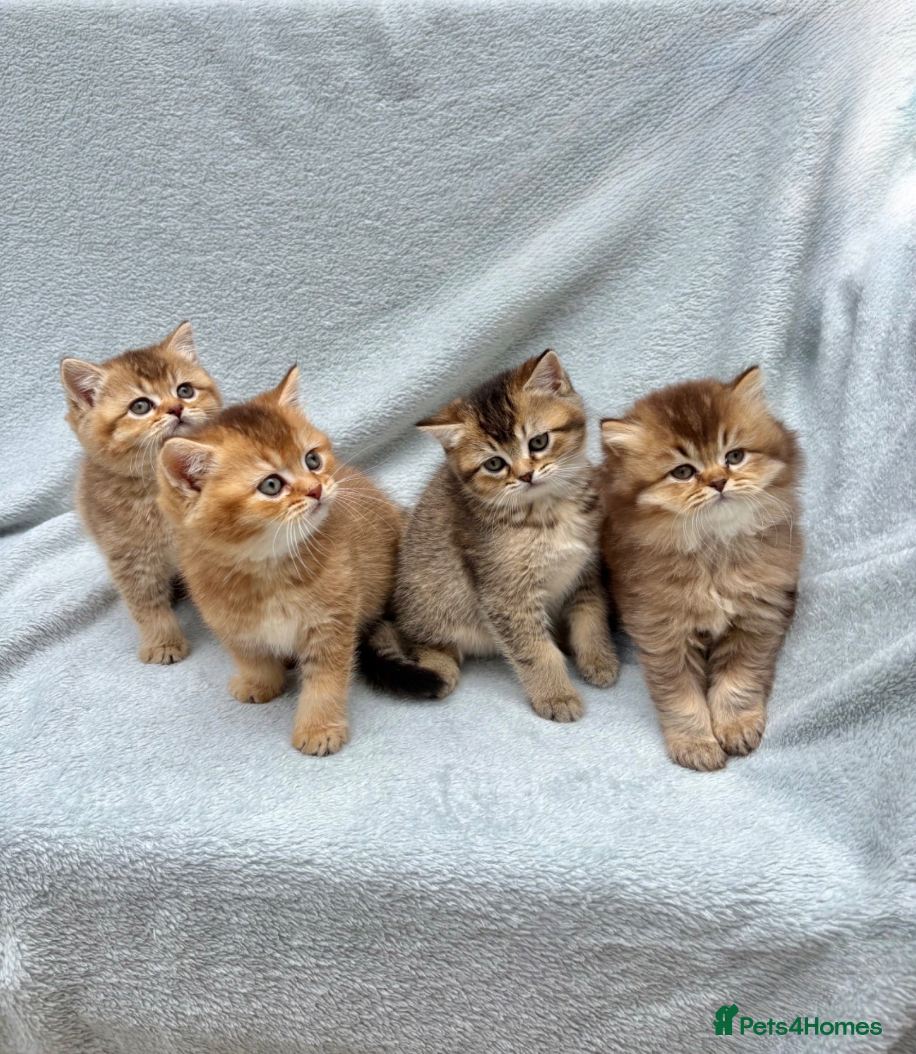 British Shorthair cats Pedigree golden kittens - black golden & chocolate - Advert 2