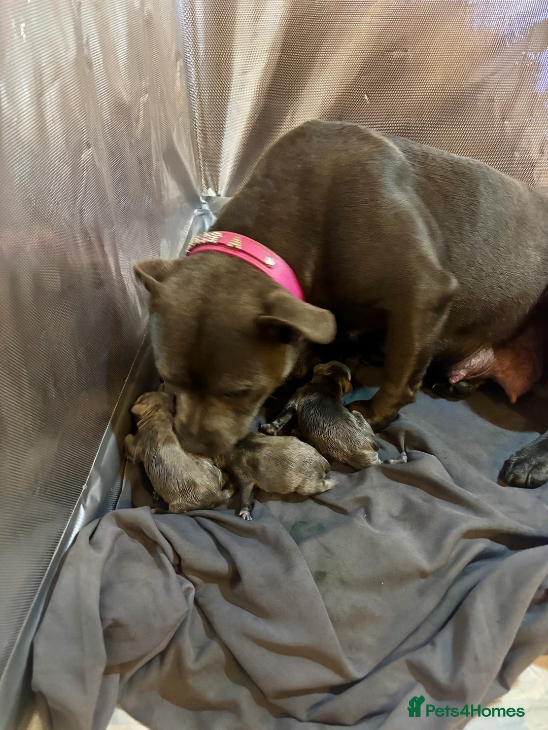 Staffordshire Bull Terrier dogs for sale: Beautiful litter of Staffordshire bull terrier  - Advert 1